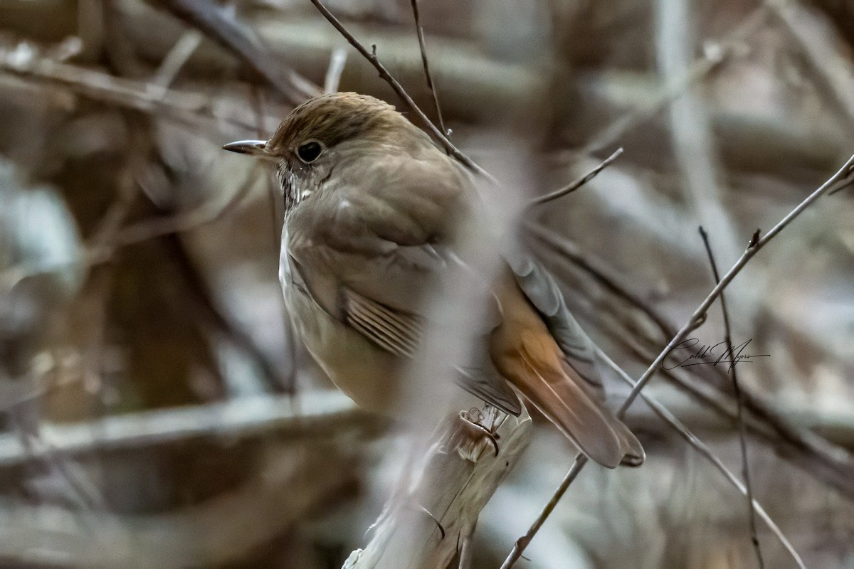 Hermit Thrush - ML646215603