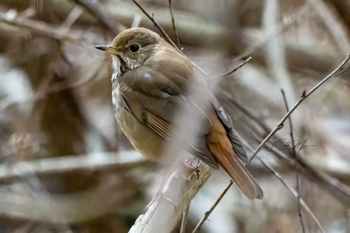 Hermit Thrush - ML646215604
