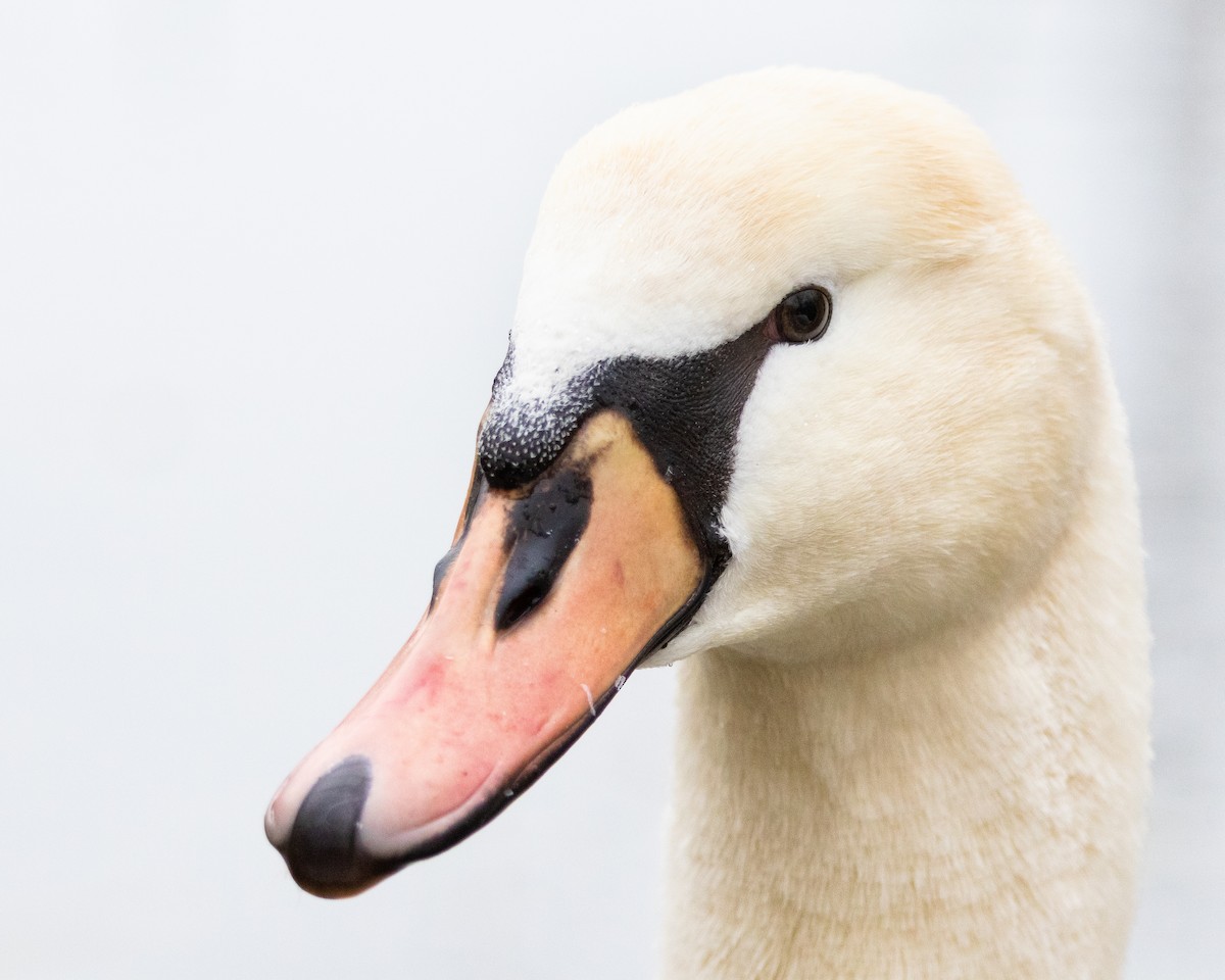 Mute Swan - ML646215607