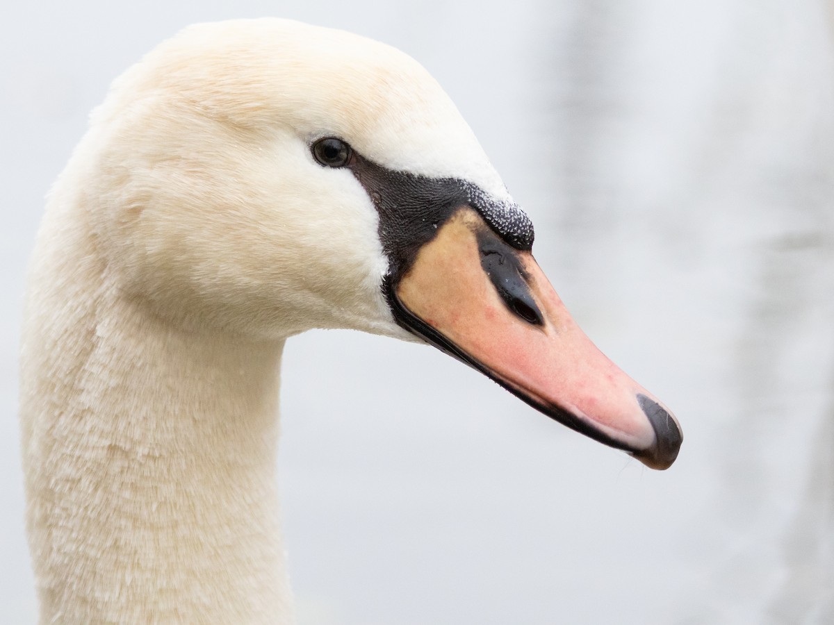 Mute Swan - ML646215608