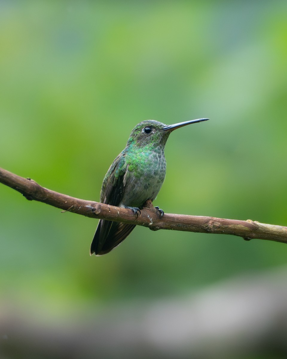 Blue-chested Hummingbird - ML646215609