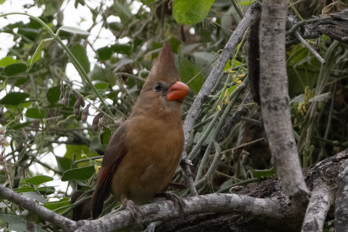 Northern Cardinal - ML646215611