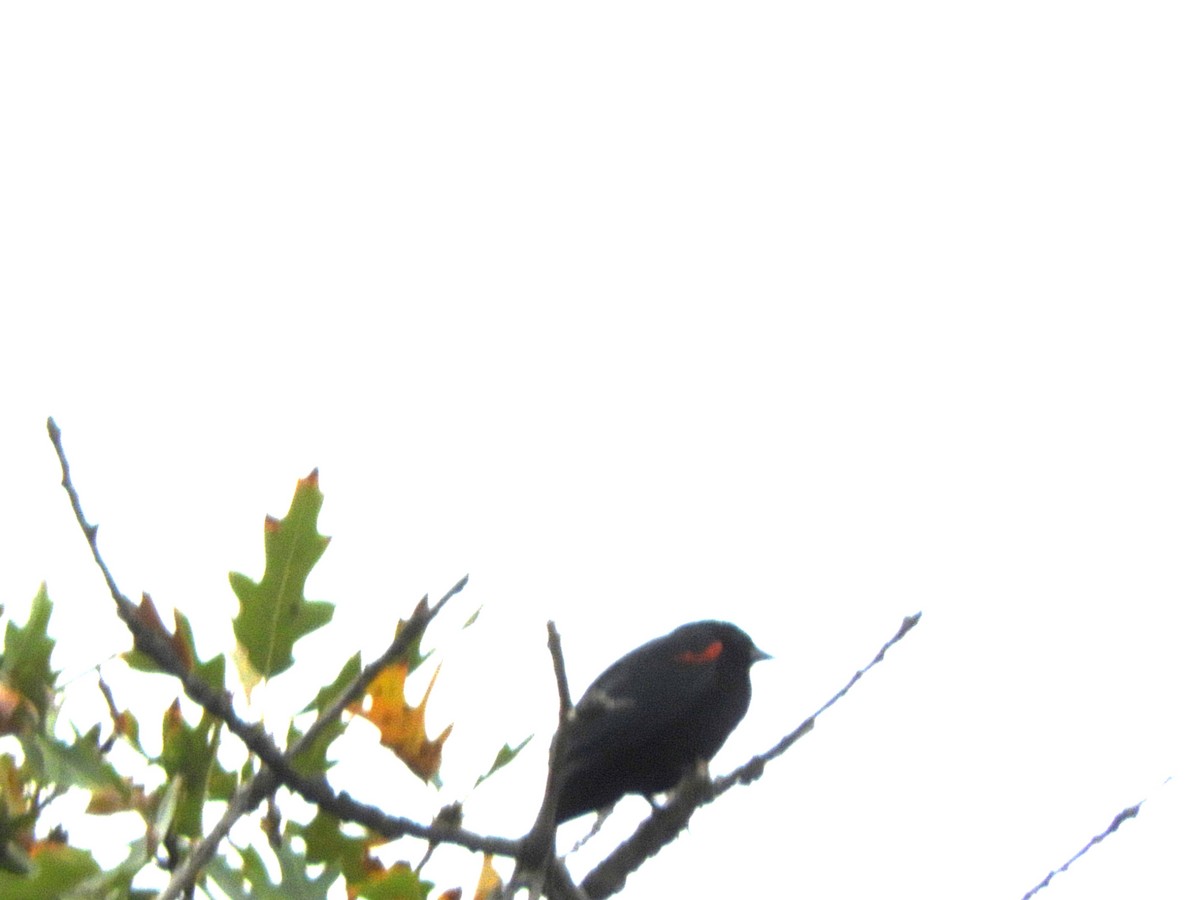 Red-winged Blackbird - ML646215614