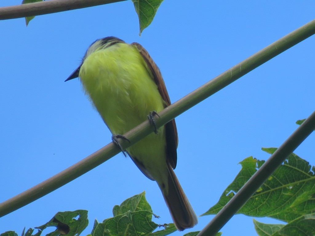 Great Kiskadee - ML646215617