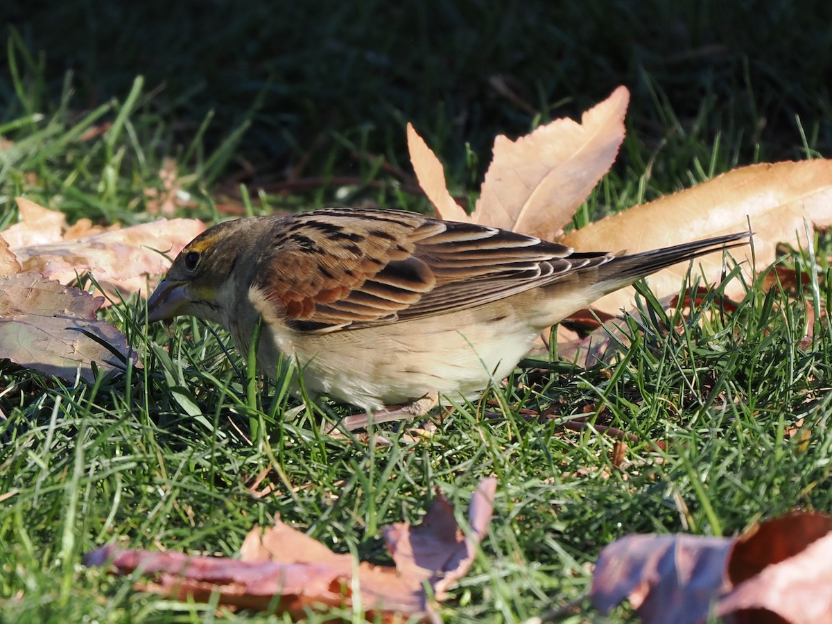 Dickcissel - ML646215626