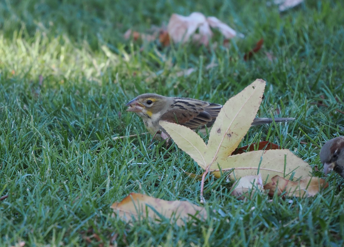 Dickcissel - ML646215627