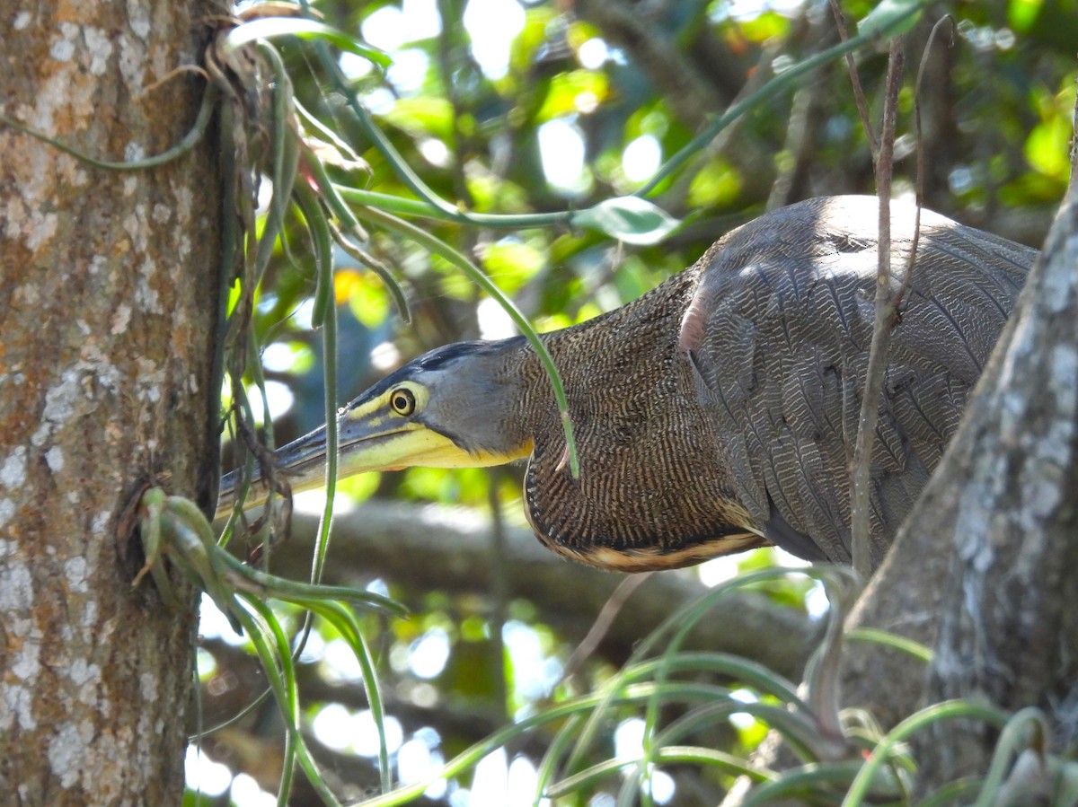 Bare-throated Tiger-Heron - ML646215628