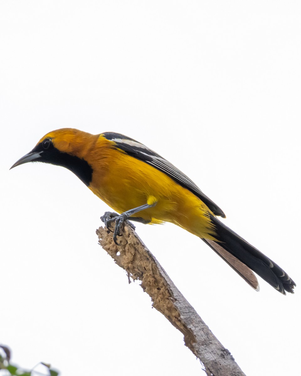 Hooded Oriole - ML646215629