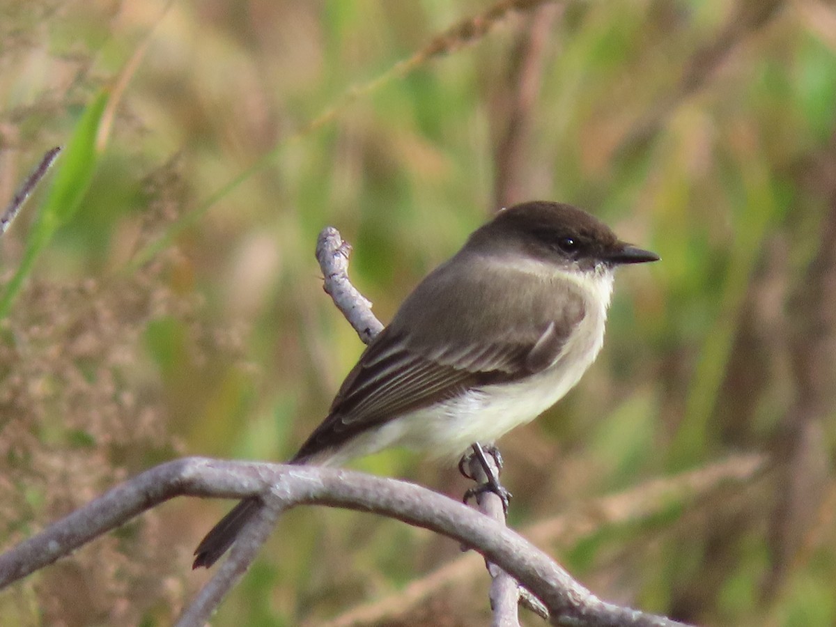 Eastern Phoebe - ML646215631