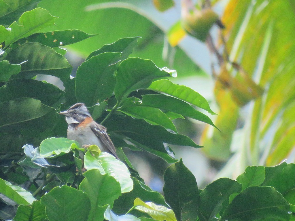 Rufous-collared Sparrow - ML646215632