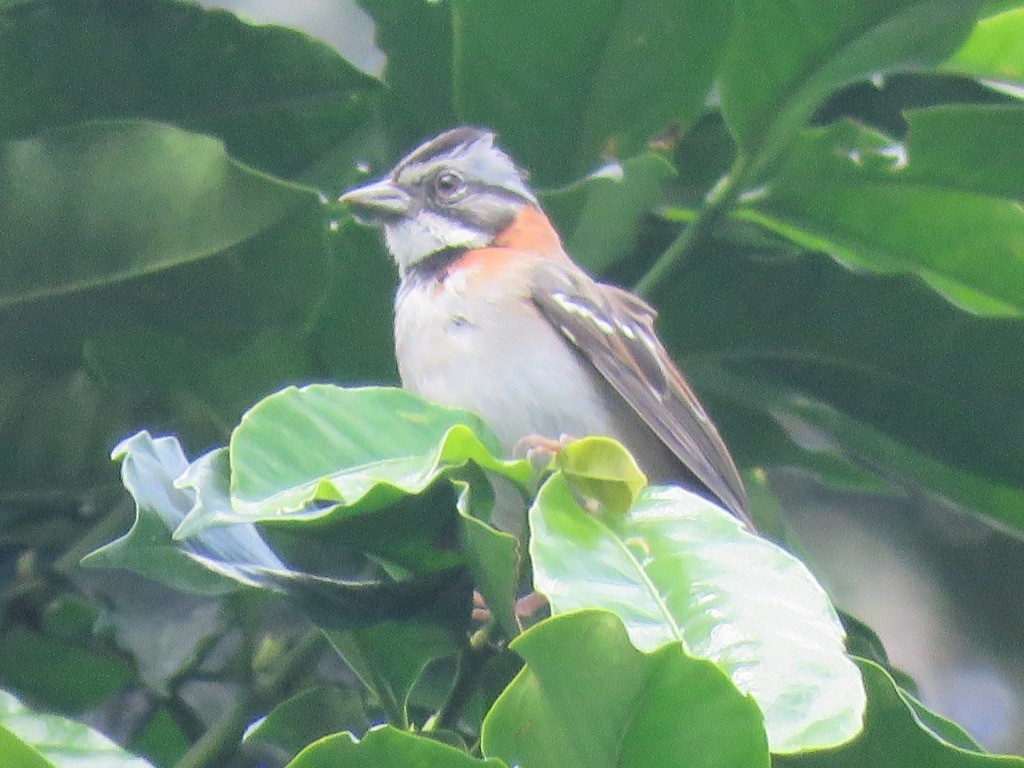 Rufous-collared Sparrow - ML646215634