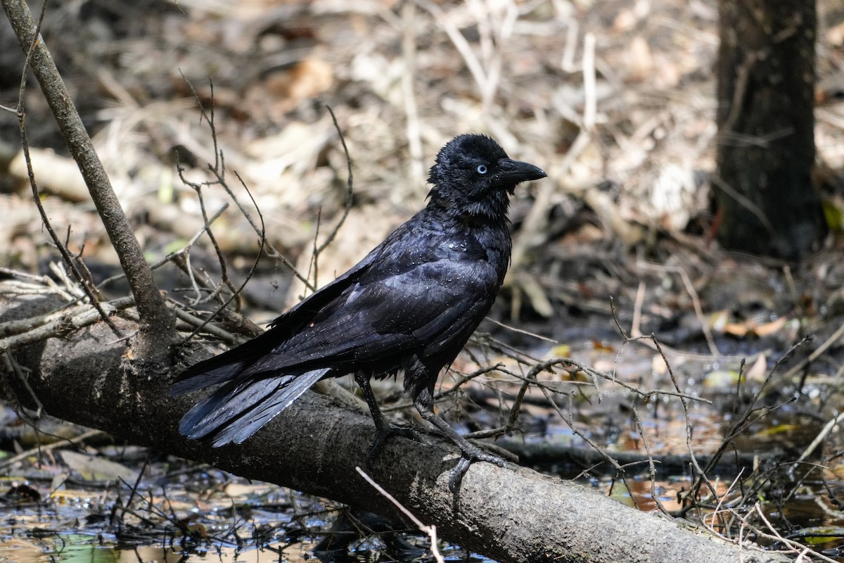 Torresian Crow - ML646215635