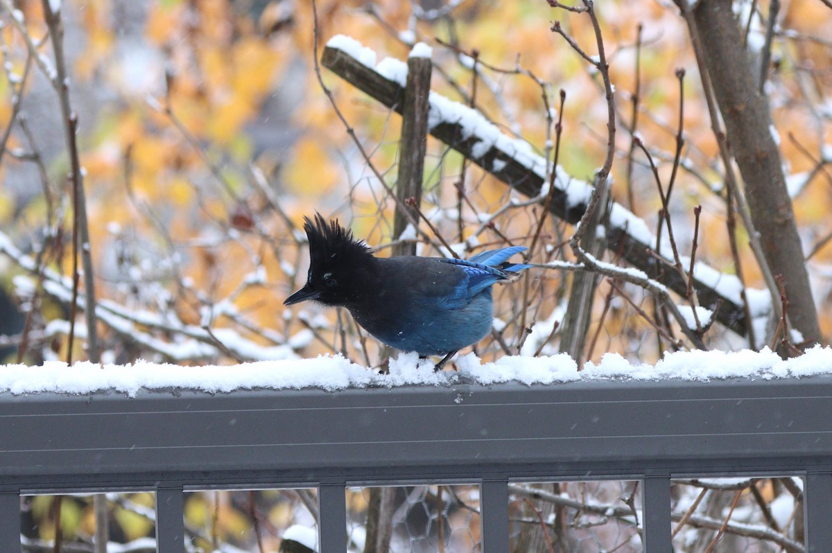 Steller Kargası (annectens) - ML646215636