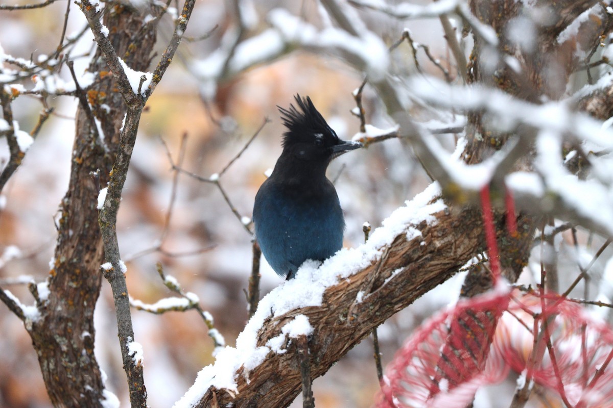 Steller Kargası (annectens) - ML646215637