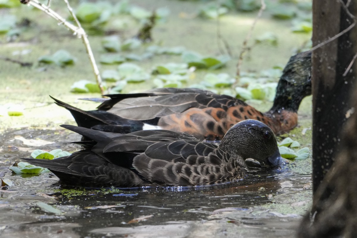Chestnut Teal - ML646215639
