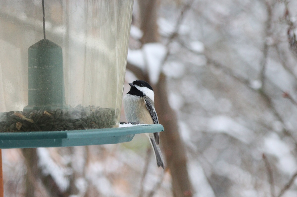 Black-capped Chickadee - ML646215660