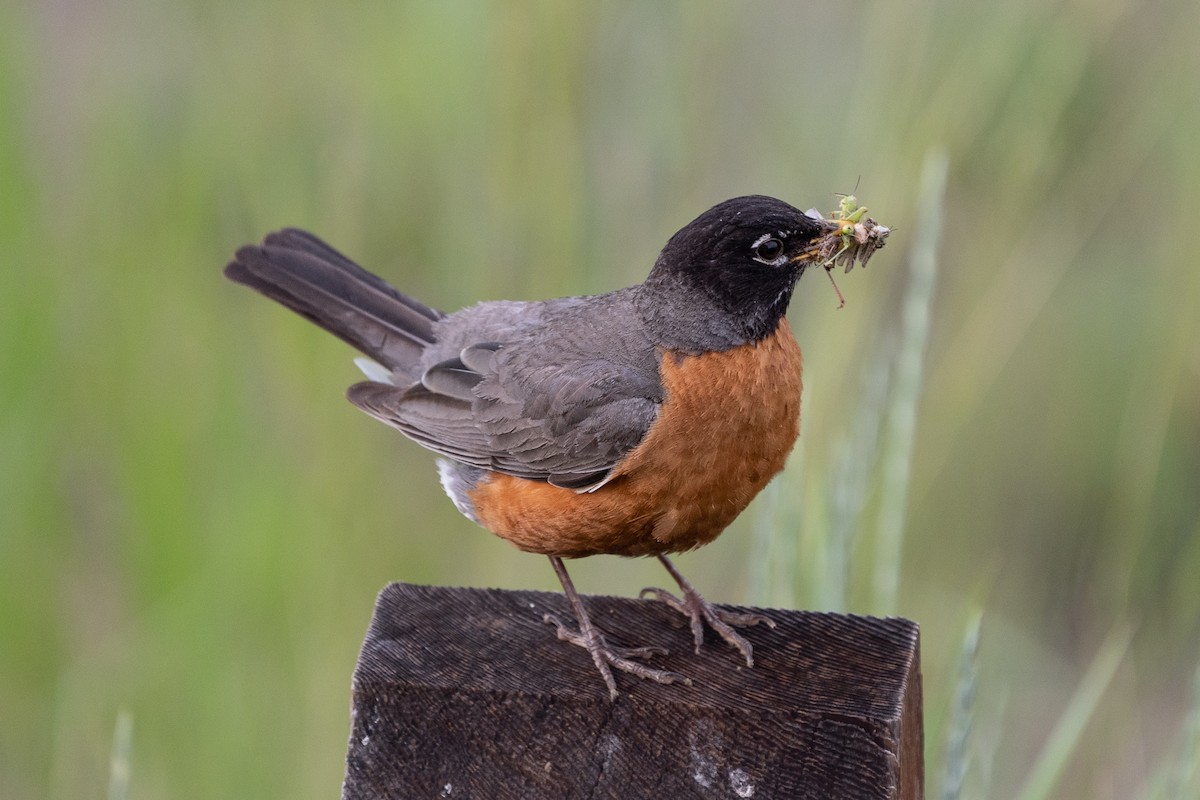 Merle d'Amérique - ML646215662