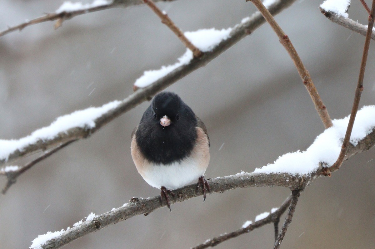 Dark-eyed Junco - ML646215671