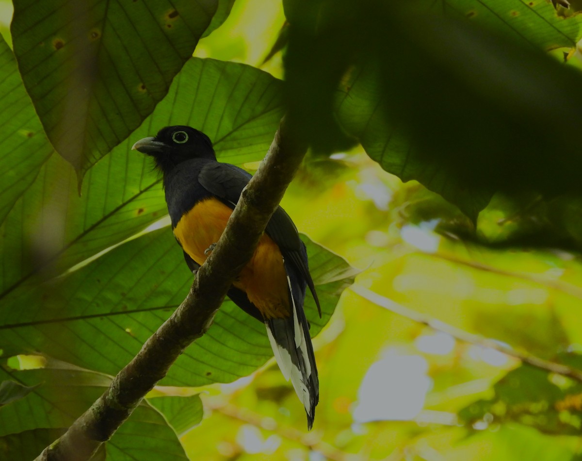 ハグロキヌバネドリ - ML646215677