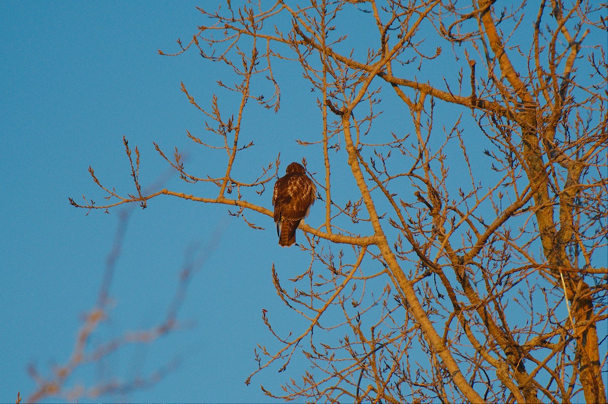Red-tailed Hawk - ML646215679