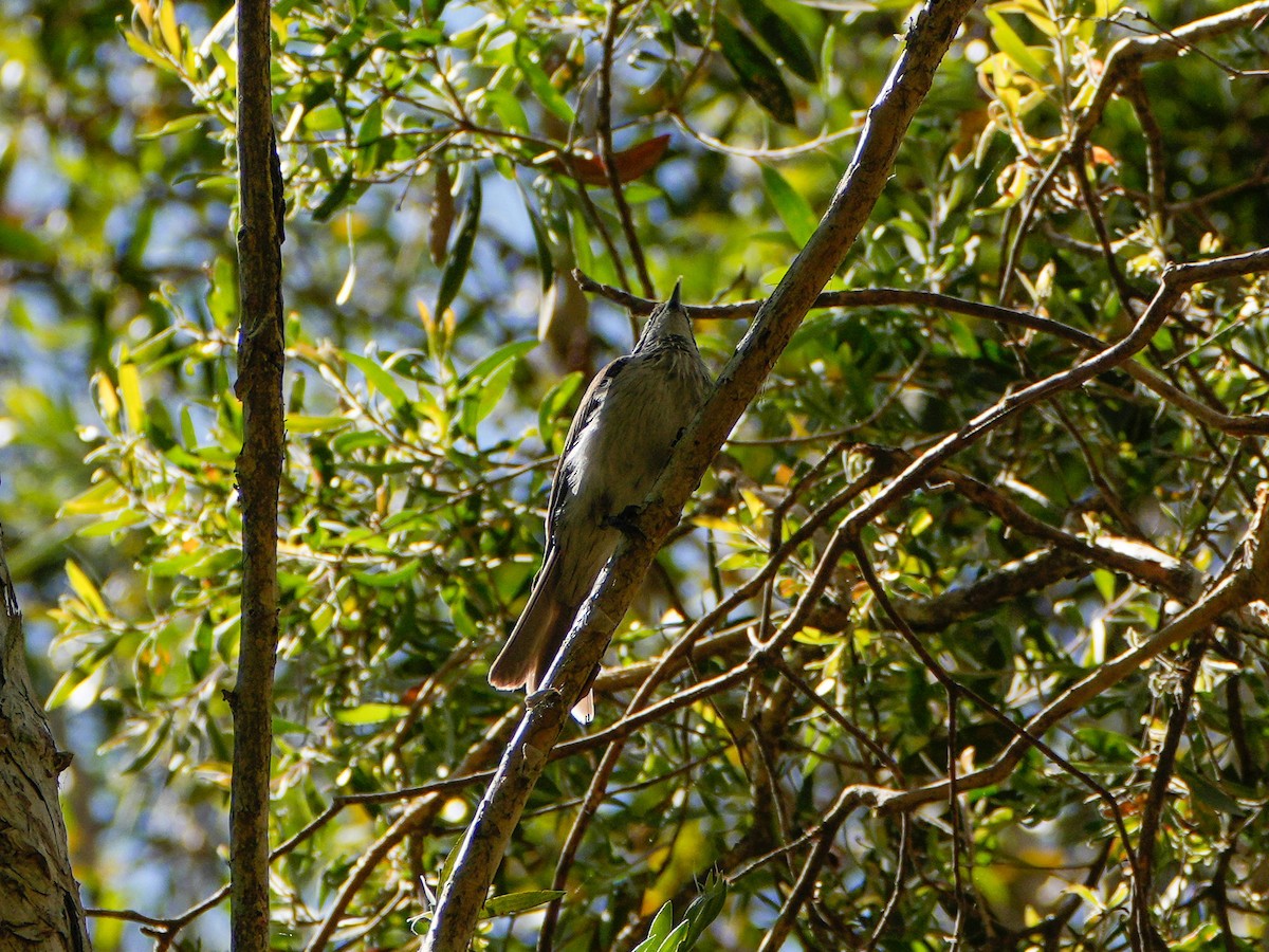 Striped Honeyeater - ML646215688