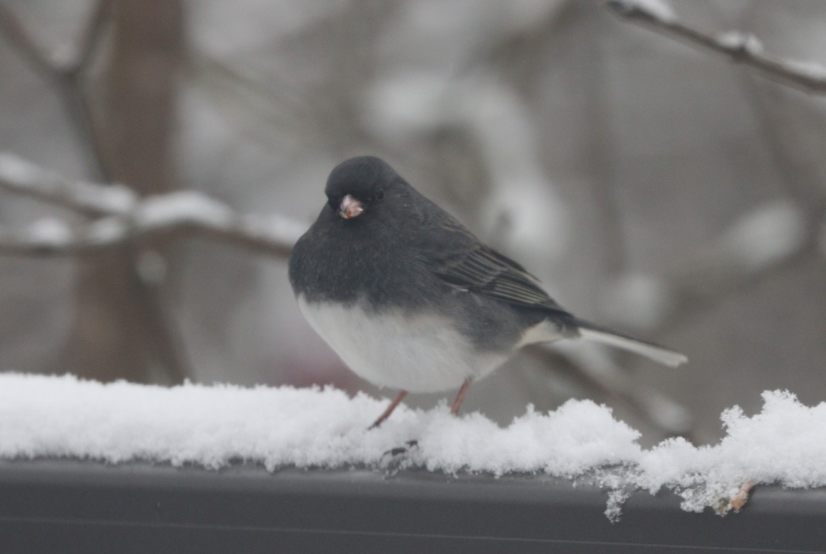 Dark-eyed Junco (Slate-colored) - ML646215695