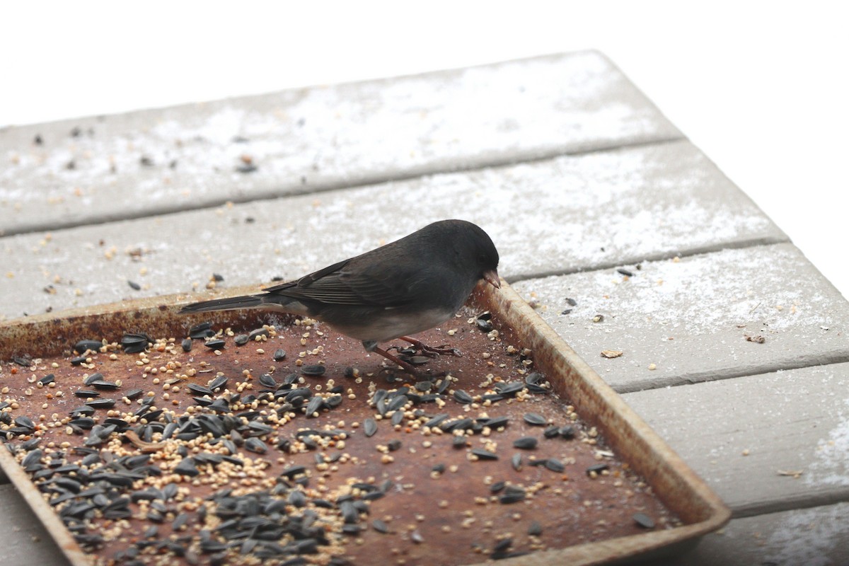 Dark-eyed Junco (Slate-colored) - ML646215696