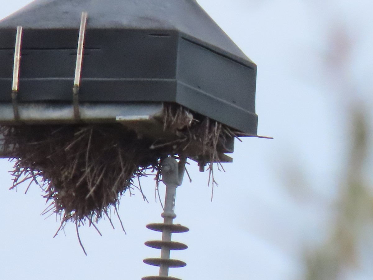 Mönchssittich - ML646215699