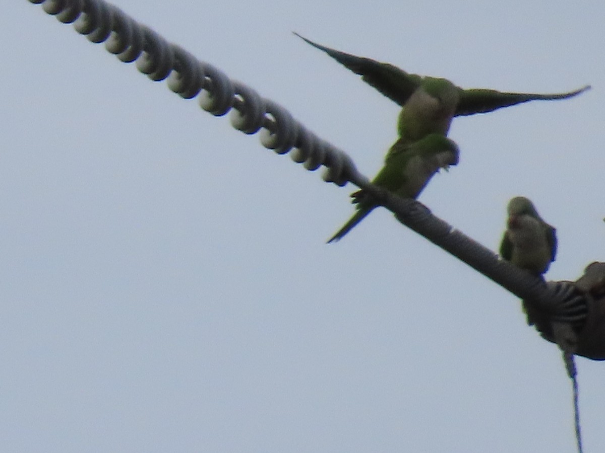 Mönchssittich - ML646215700