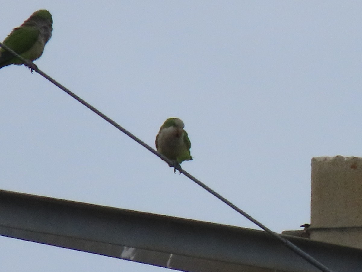 Mönchssittich - ML646215701