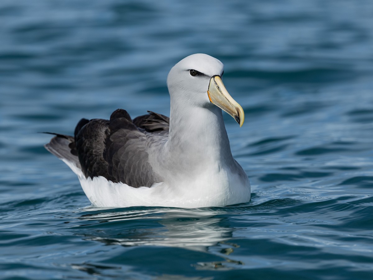 sølvhodealbatross - ML646215723