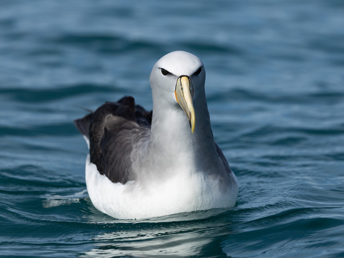 sølvhodealbatross - ML646215724