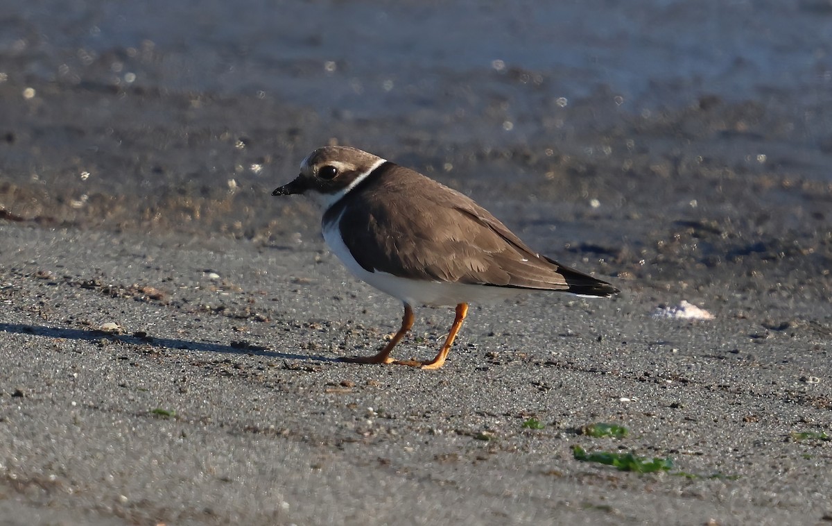 Common Ringed Plover - ML646215725