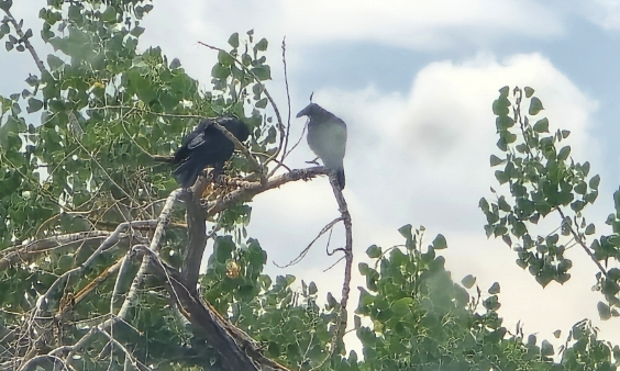 American Crow - ML646215735