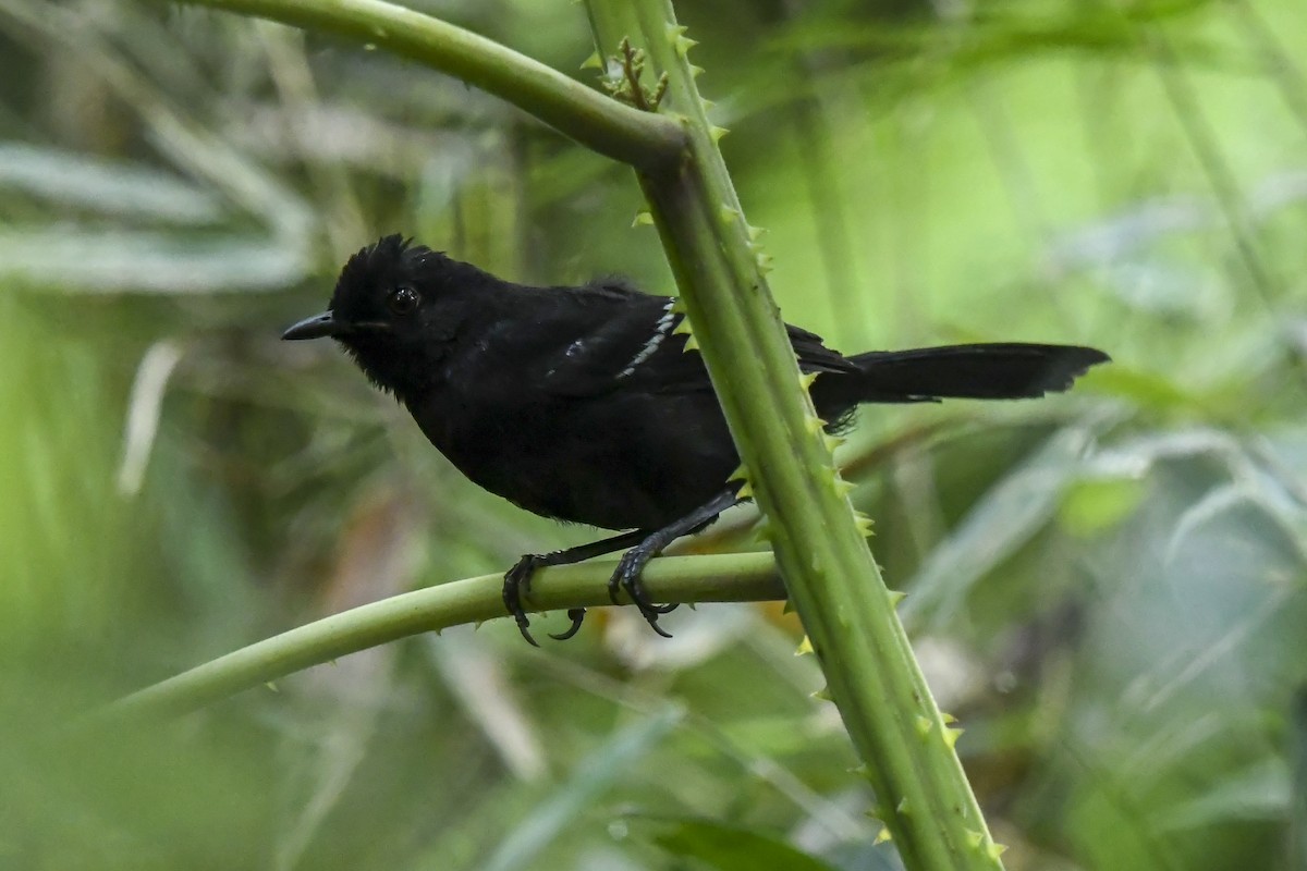 White-shouldered Fire-eye - ML646215736