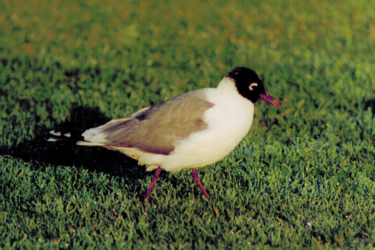 racek vnitrozemský - ML646215738