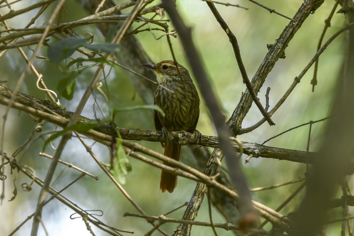 Buff-browed Foliage-gleaner - ML646215740
