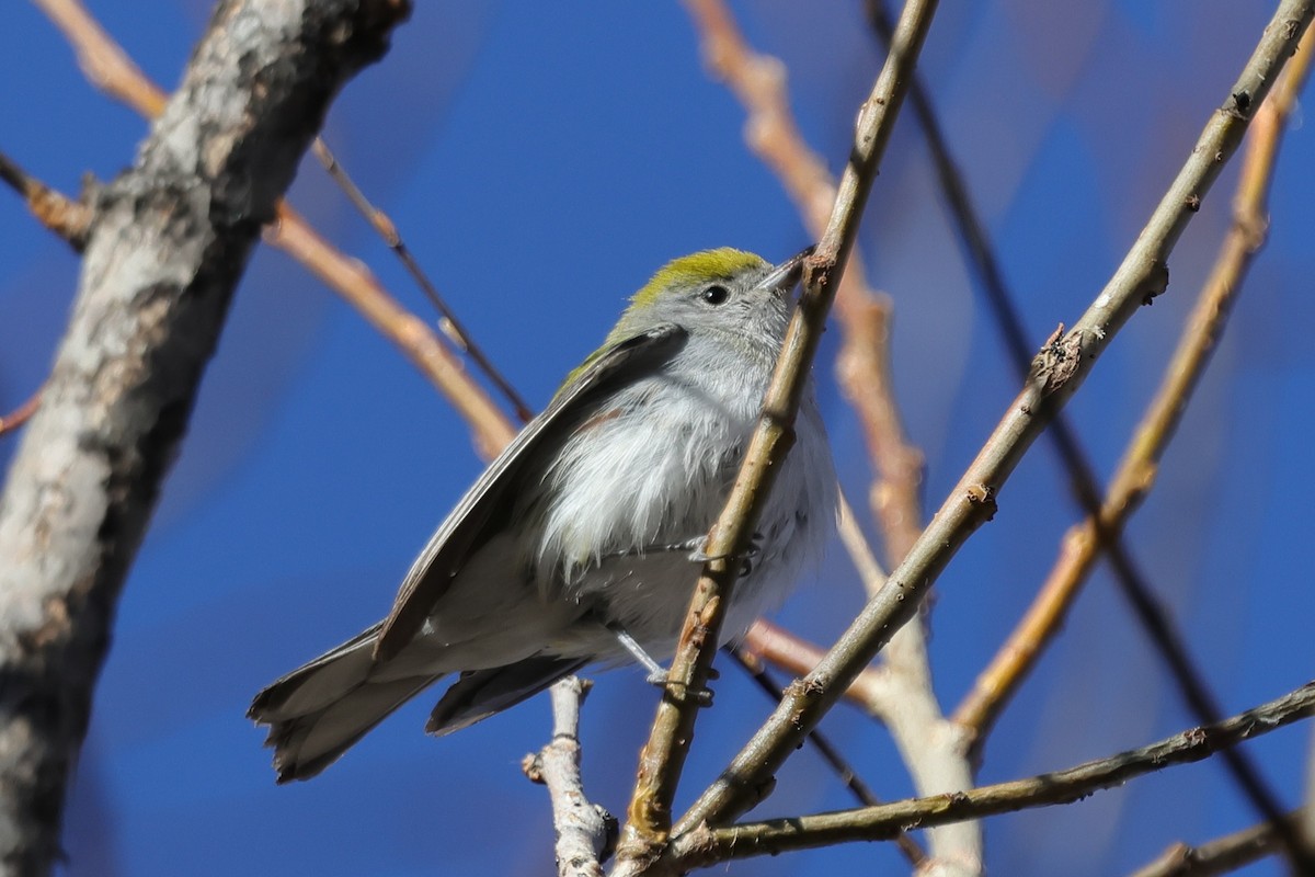 lesňáček rezavoboký - ML646215741