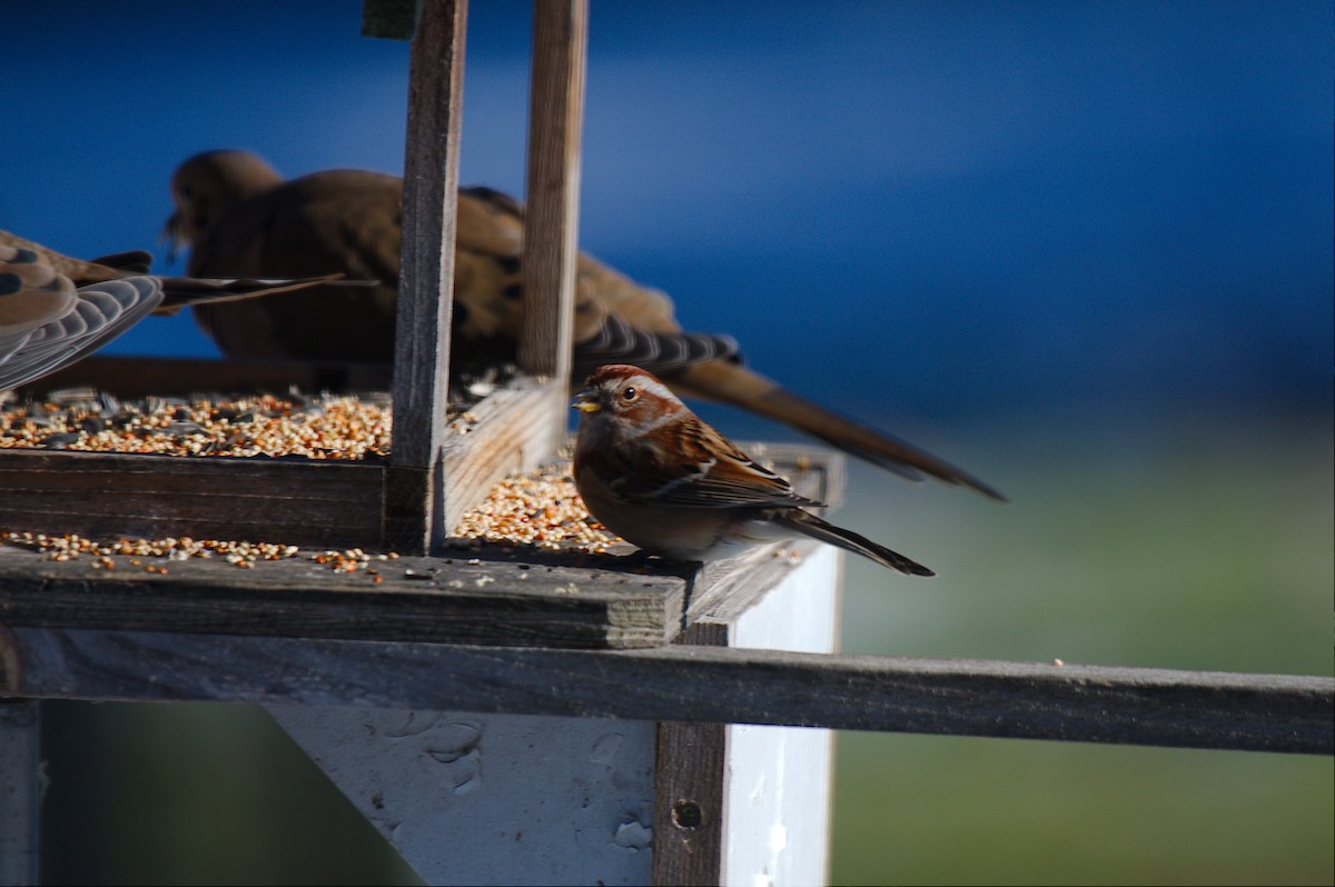 Hudson Körfezi Serçesi - ML646215743