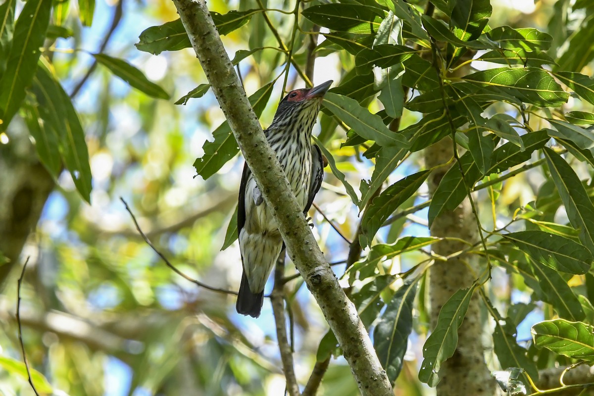 Black-tailed Tityra - ML646215744