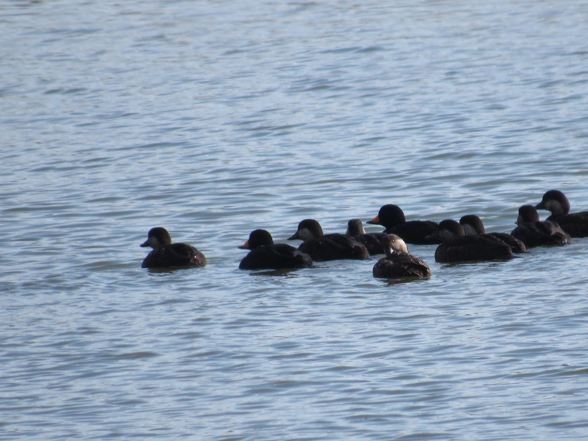 Black Scoter - ML646215751