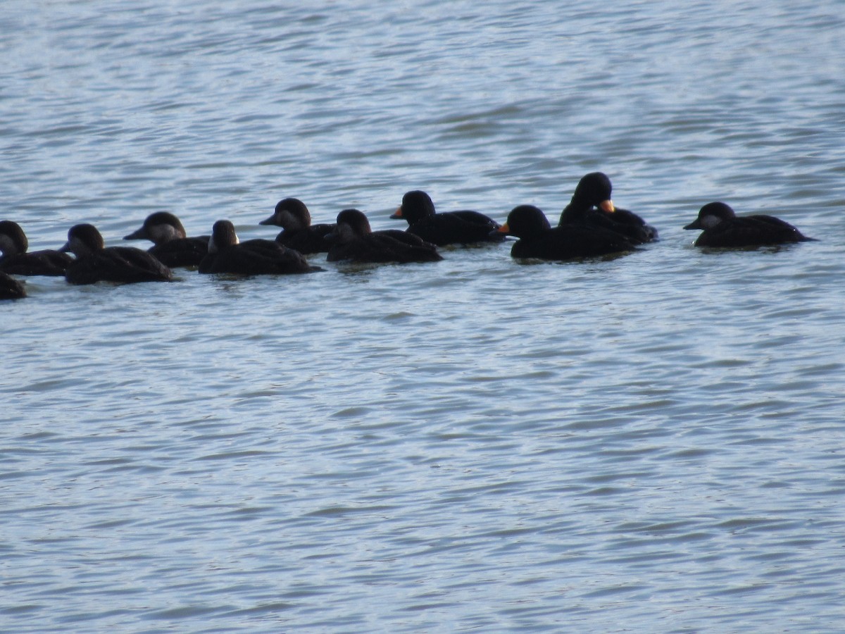 Black Scoter - ML646215752