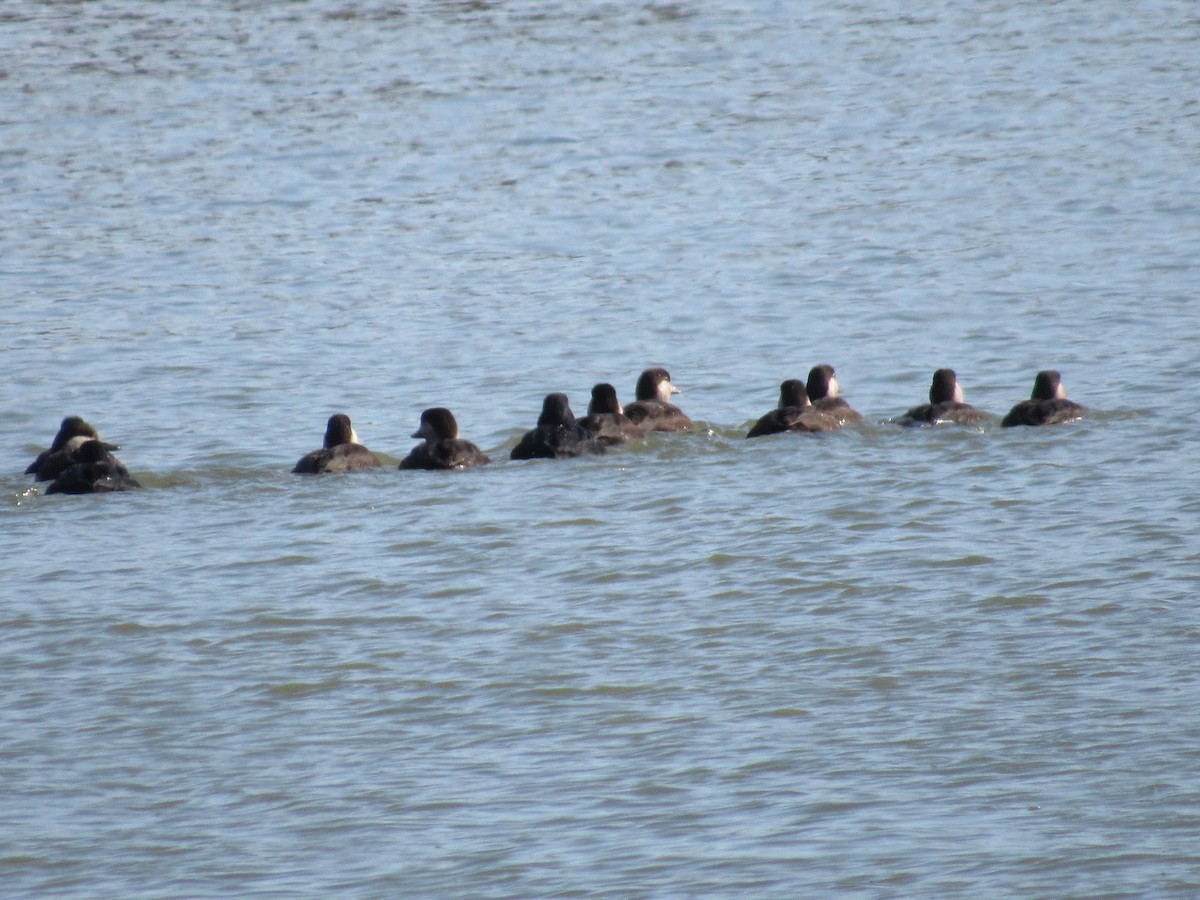 Black Scoter - ML646215753