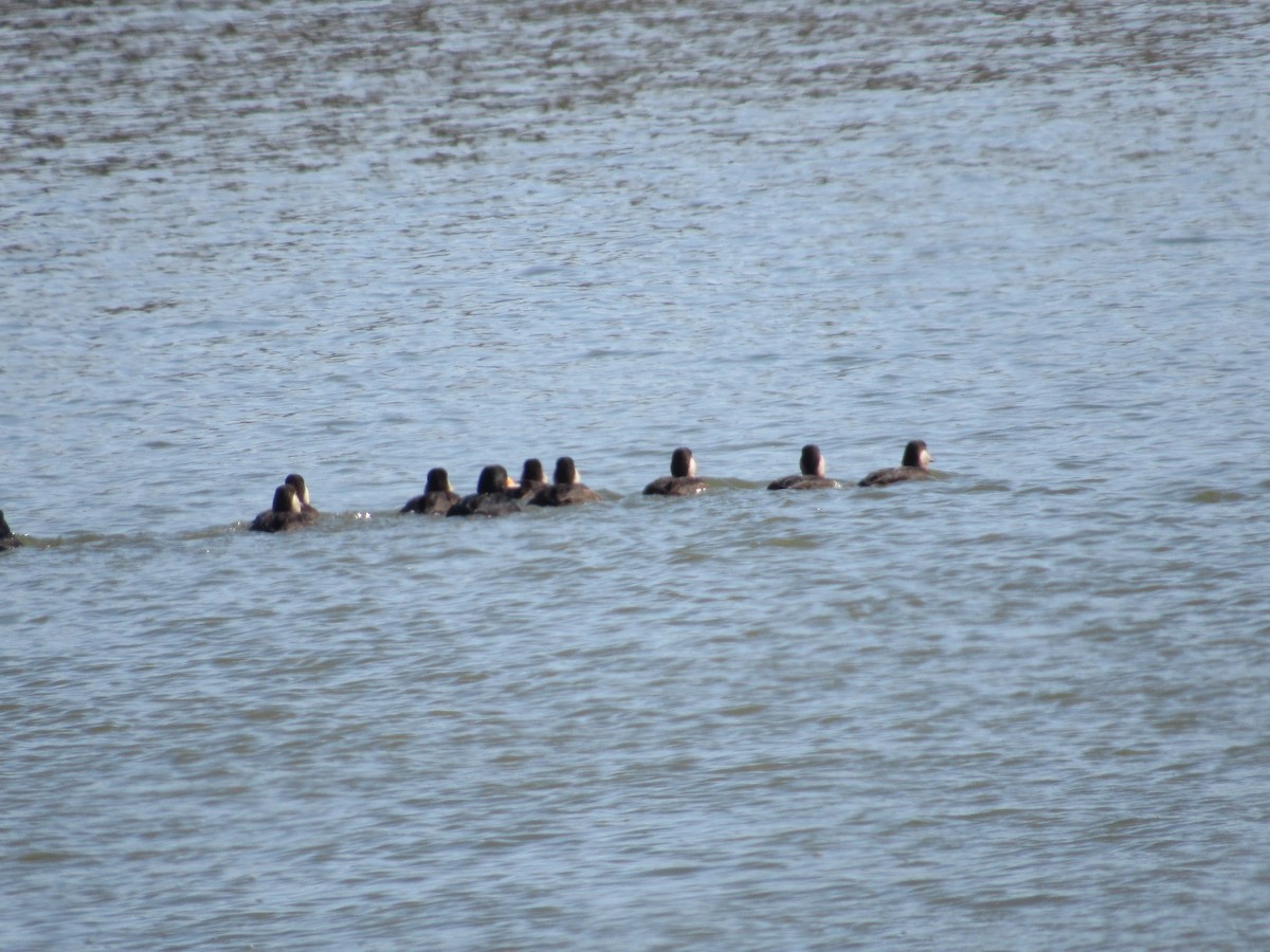 Black Scoter - ML646215755