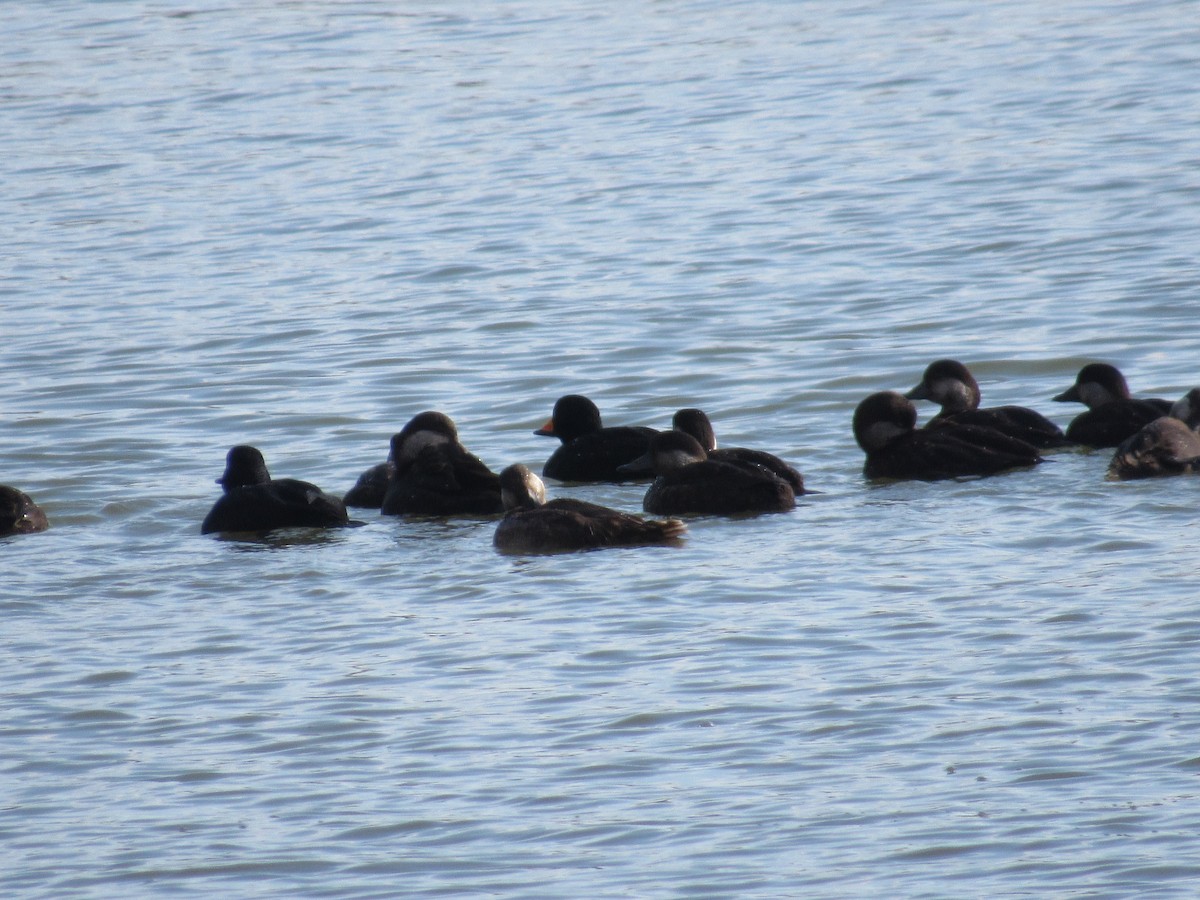 Black Scoter - ML646215756