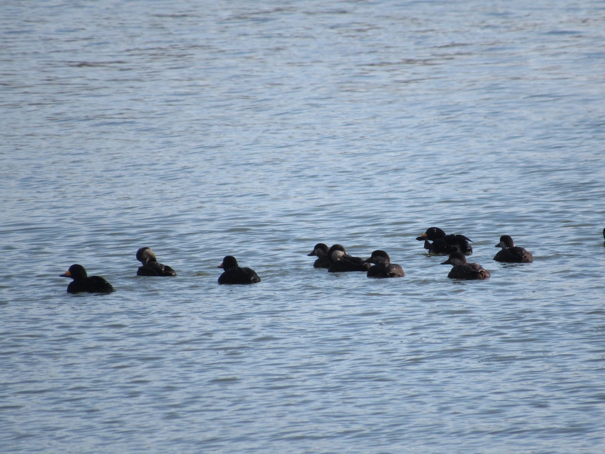 Black Scoter - ML646215757