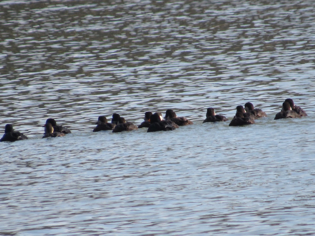 Black Scoter - ML646215758