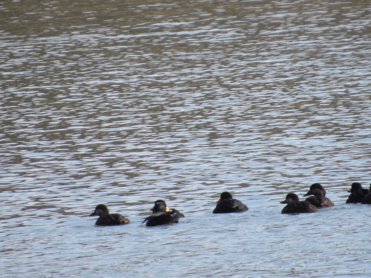 Black Scoter - ML646215759