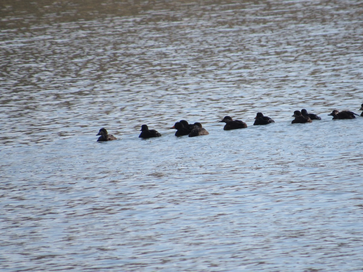 Black Scoter - ML646215760