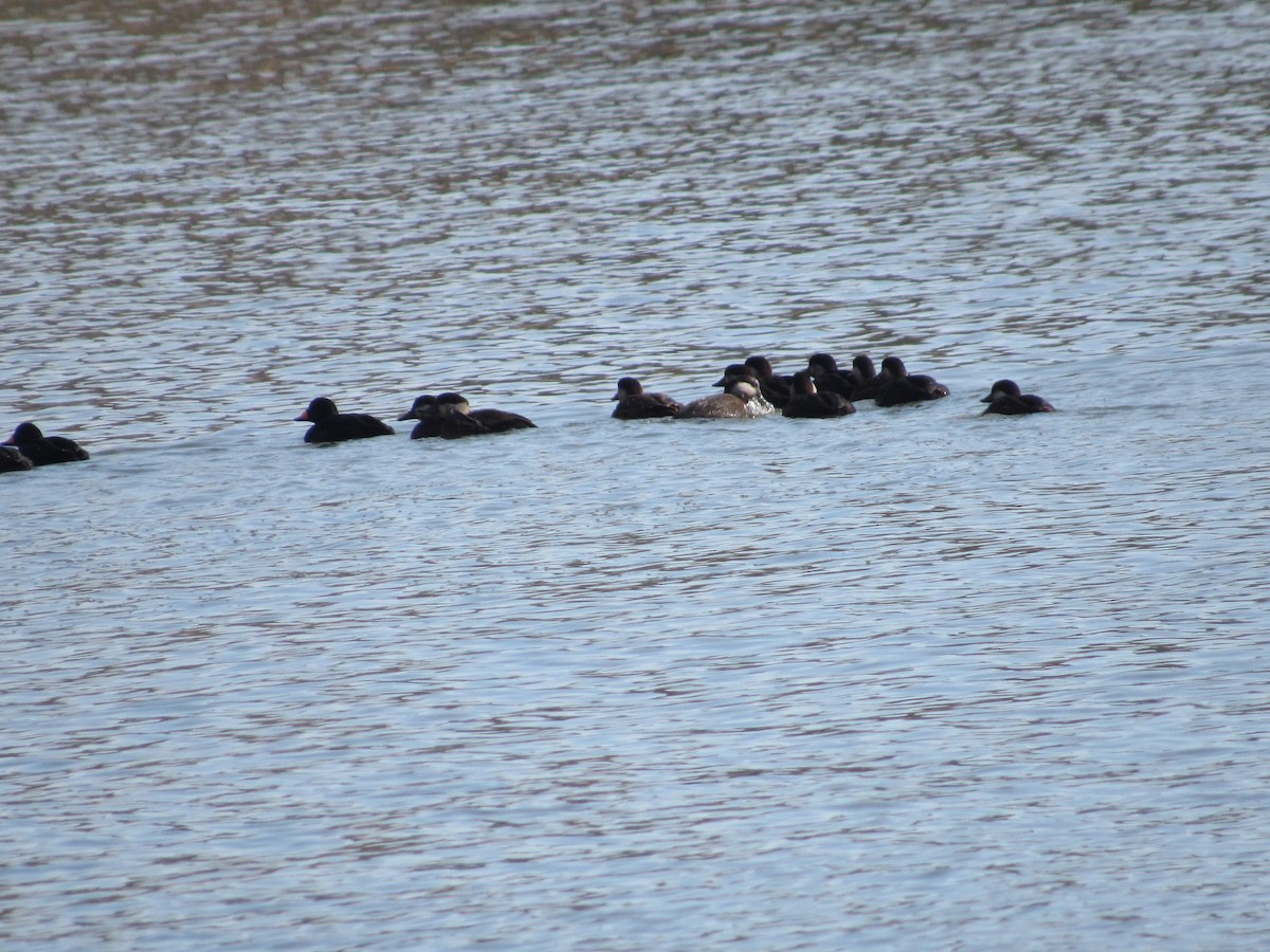 Black Scoter - ML646215761